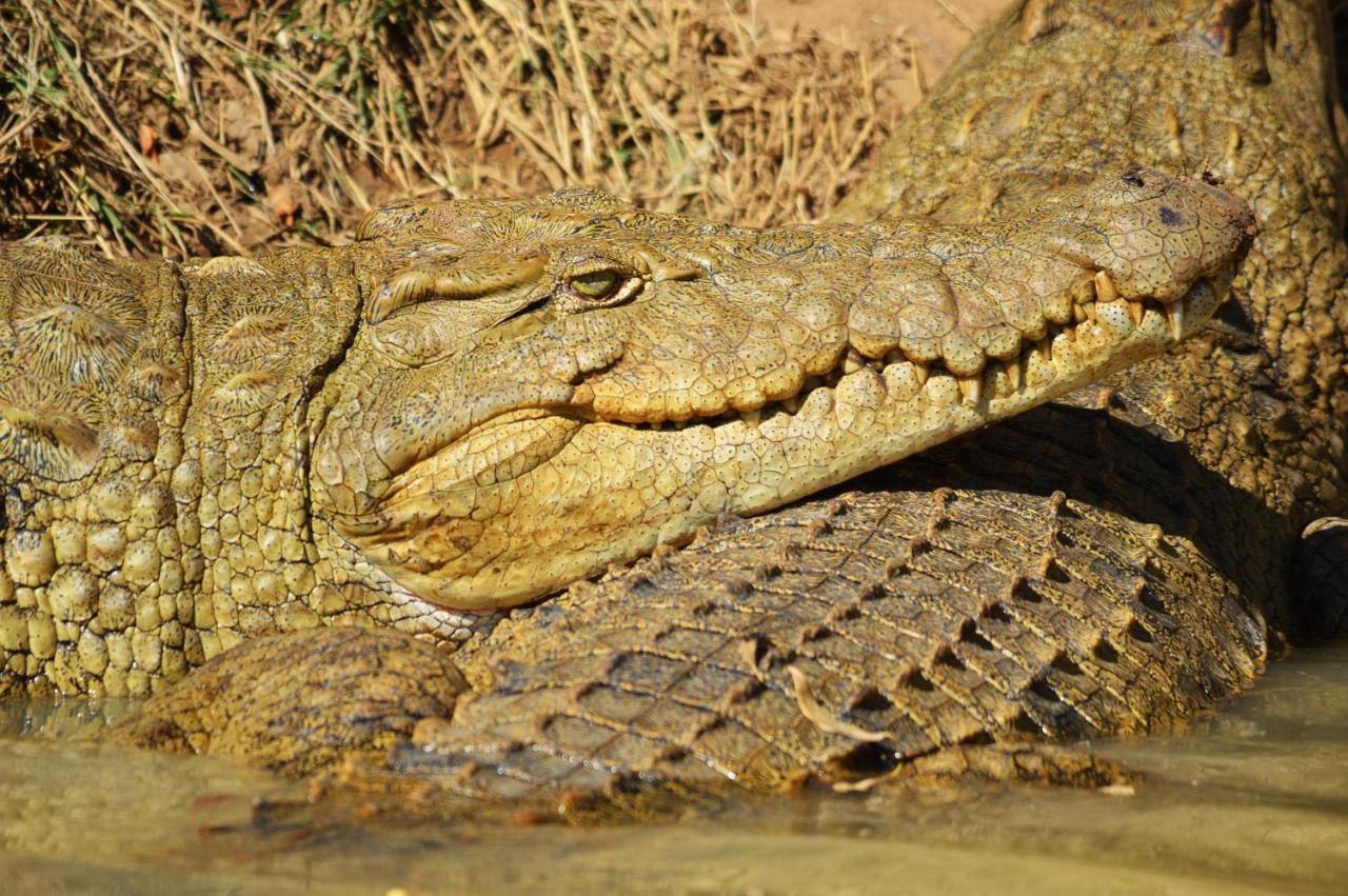 Crocodile Pools River Safaris Габороне Экстерьер фото